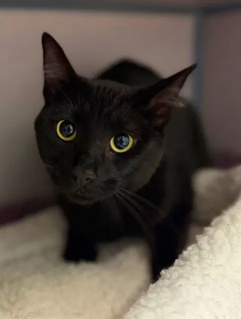 Asher - Domestic Short Hair