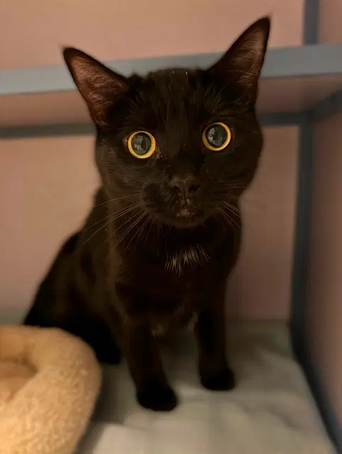 Astrid - Domestic Short Hair