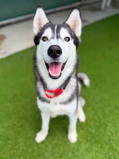 Lunar - Siberian Husky