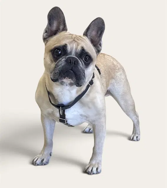 Zohan - French Bulldog