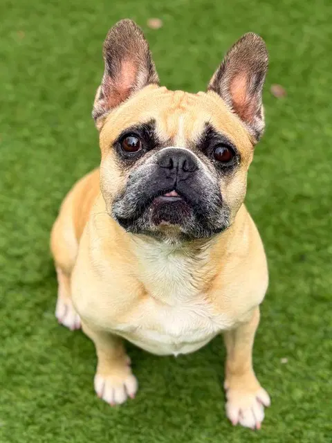 Zohan - French Bulldog