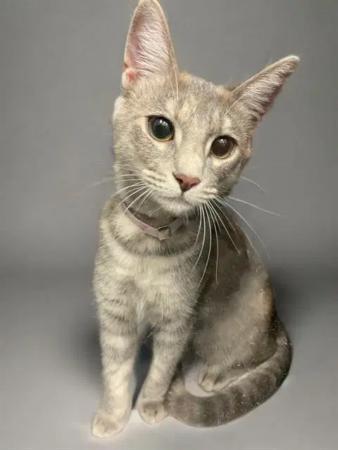 Nora - Domestic Short Hair