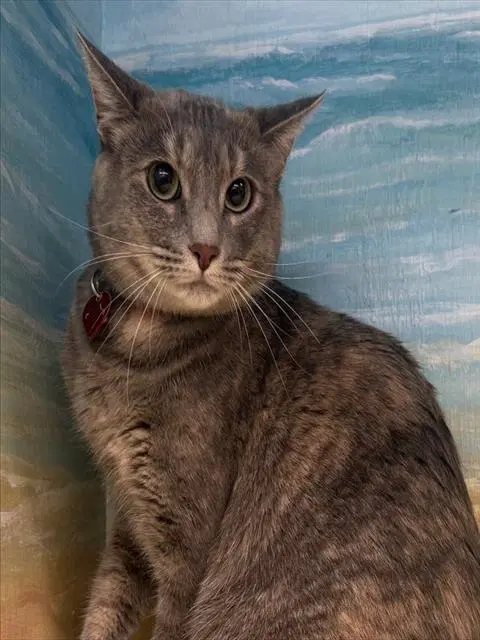 Nora - Domestic Short Hair