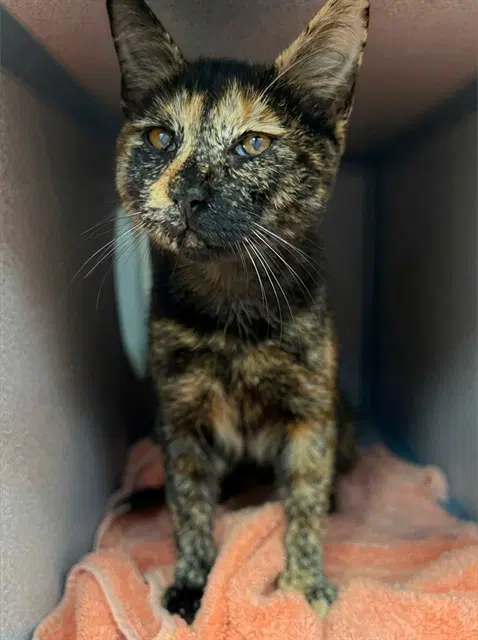 Miriana - Domestic Short Hair
