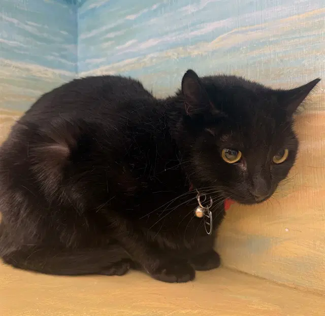 Dante - Domestic Short Hair