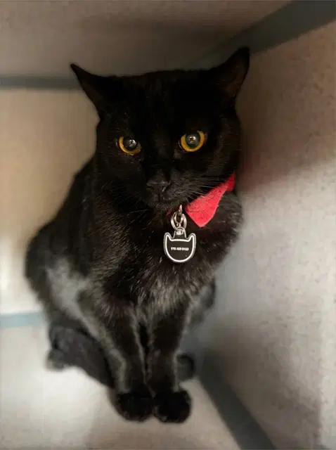 Dante - Domestic Short Hair