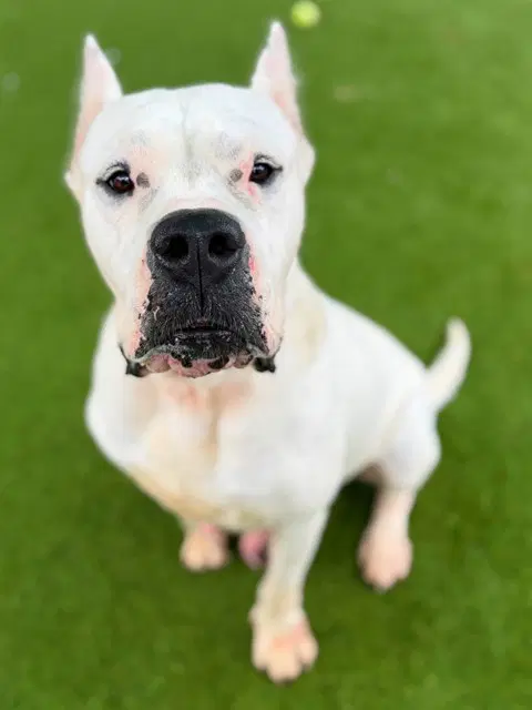 Leche - Dogo Argentino