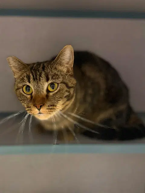 Cutie - Domestic Long Hair