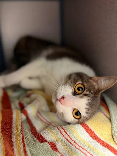 Snowball - Domestic Short Hair