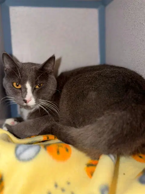 Slasher - Domestic Short Hair
