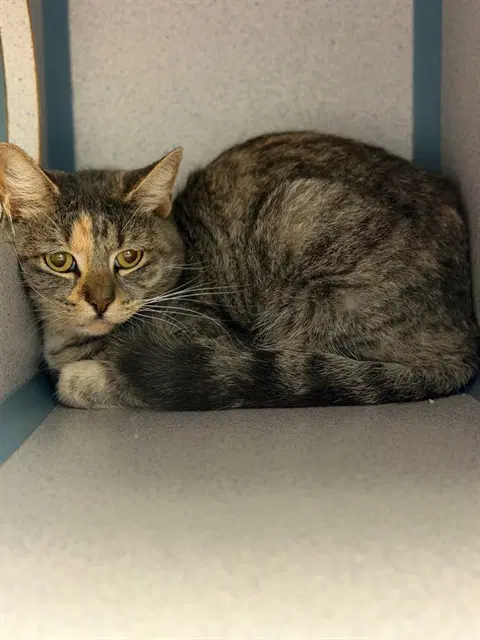 Cleo - Domestic Short Hair