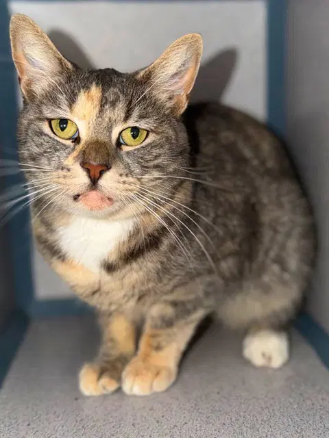 Cleo - Domestic Short Hair
