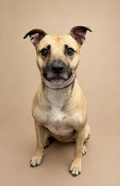 Bon Bon - Pit Bull Terrier