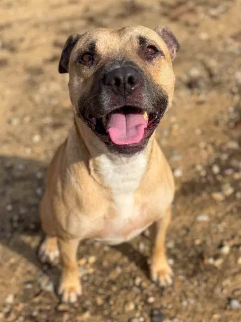 Bon Bon - Pit Bull Terrier