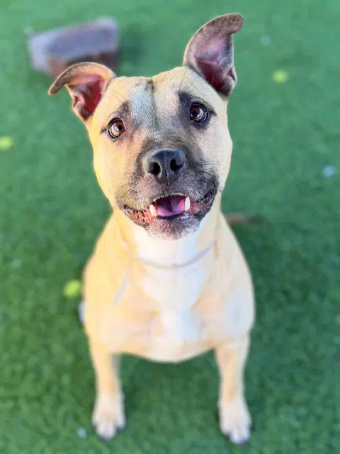 Bon Bon - Pit Bull Terrier