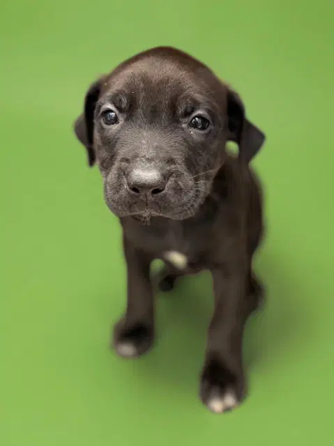 Lainey - Pit Bull Terrier