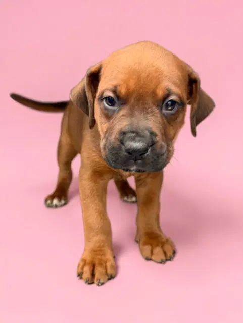 Ella - Pit Bull Terrier
