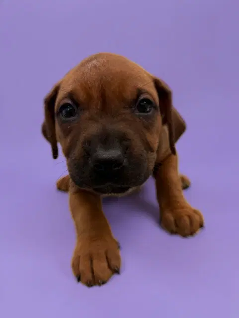 Carly - Pit Bull Terrier