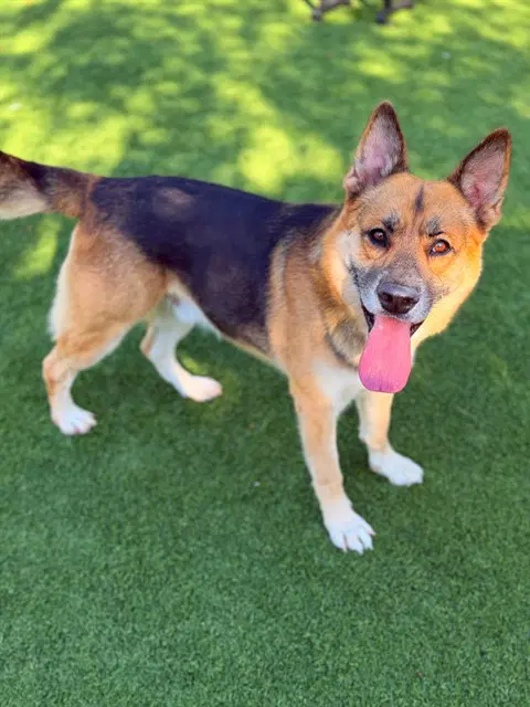 Rocky - German Shepherd Dog