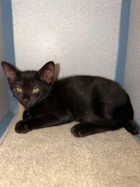 Aulani - Domestic Short Hair