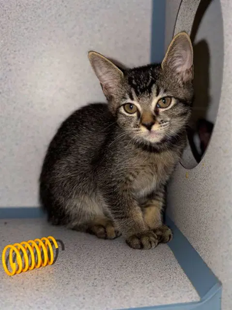 Preston - Domestic Short Hair