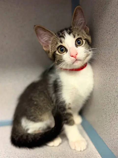 Jordan - Domestic Short Hair