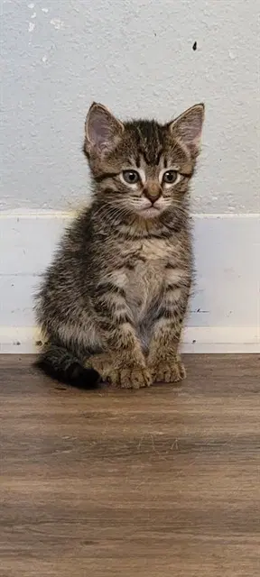 Eeyore - Domestic Short Hair