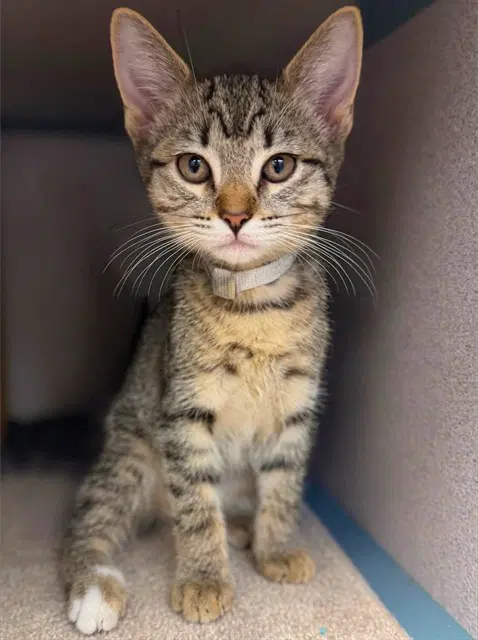 Eeyore - Domestic Short Hair