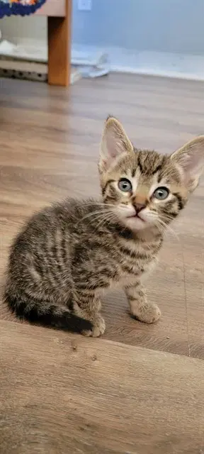Piglet - Domestic Short Hair