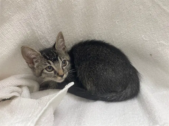 Arya - Domestic Short Hair