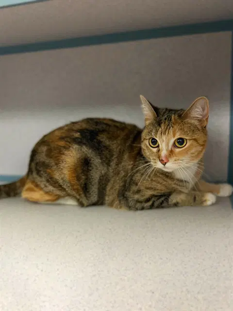 Baby - Domestic Short Hair