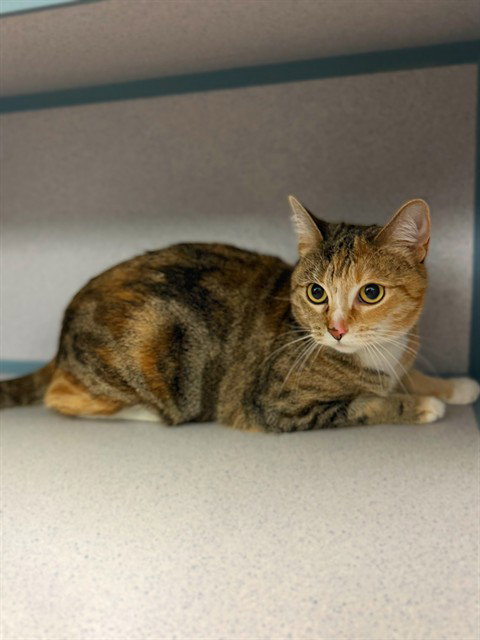 BABY, a cat for adoption from Los Angeles County Animal Control - Agoura