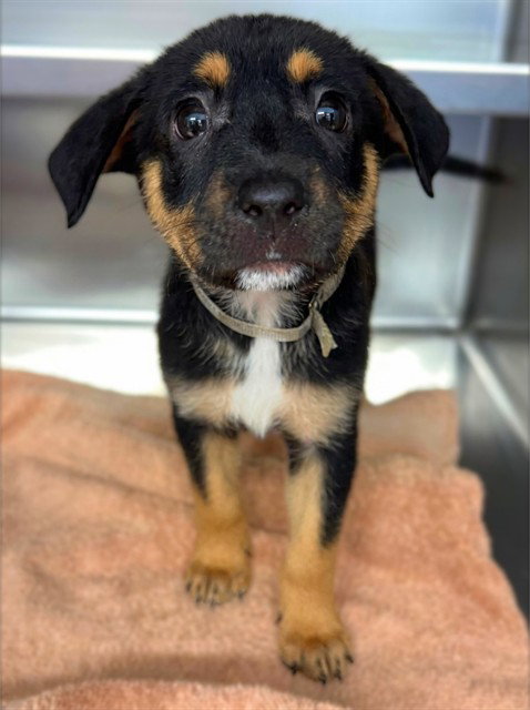 CHERRY, a dog for adoption from Los Angeles County Animal Control - Agoura