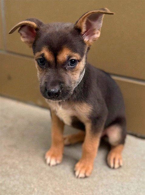 Honey, German Shepherd Dog