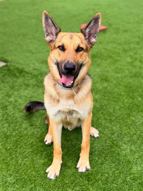 Max, German Shepherd Dog