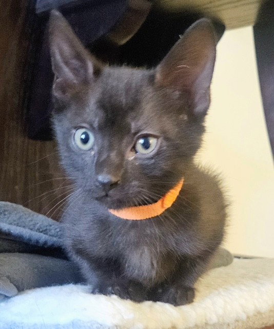 Simba, Domestic Short Hair