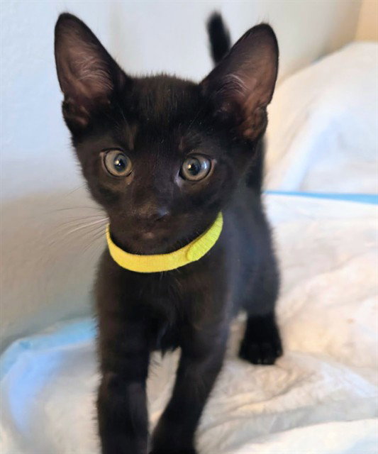 Baloo, Domestic Short Hair