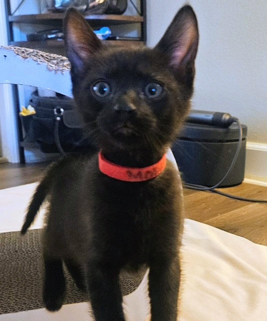 Mowgli, Domestic Short Hair