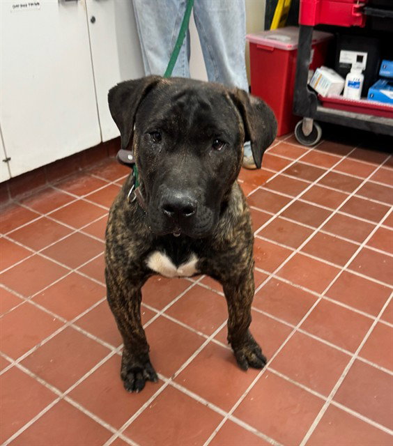 Espresso, Presa Canario