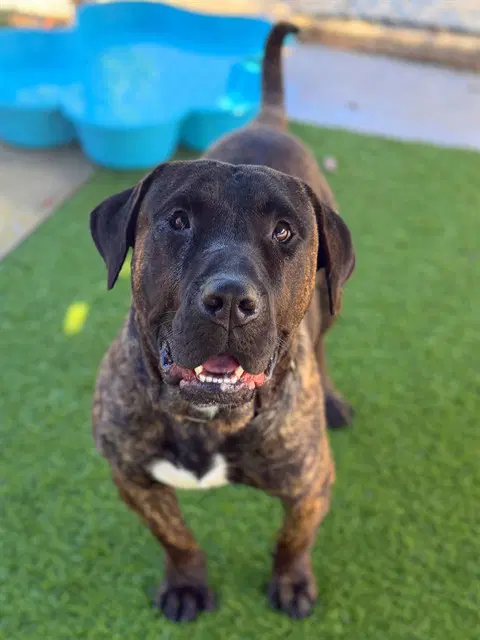 Espresso - Presa Canario