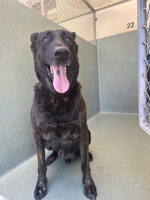 Shadow, Dutch Shepherd