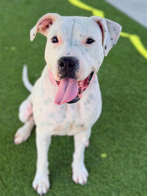 Shug, Dogo Argentino