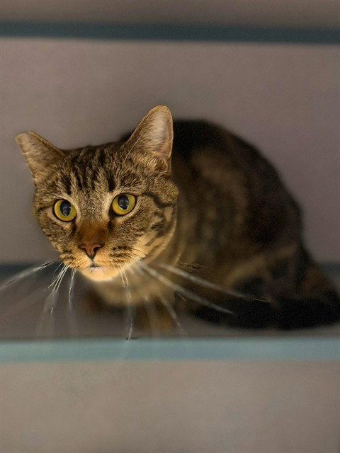 CUTIE, a cat for adoption from Los Angeles County Animal Control - Agoura