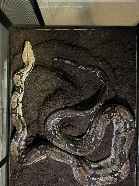 BOB, a boa for adoption from Los Angeles County Animal Control - Agoura