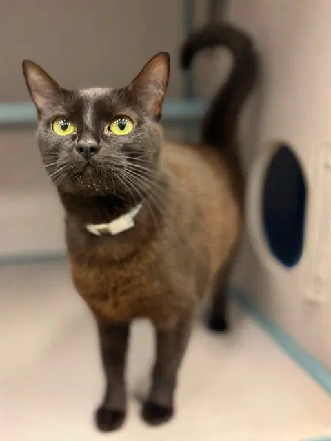 Void - Domestic Short Hair