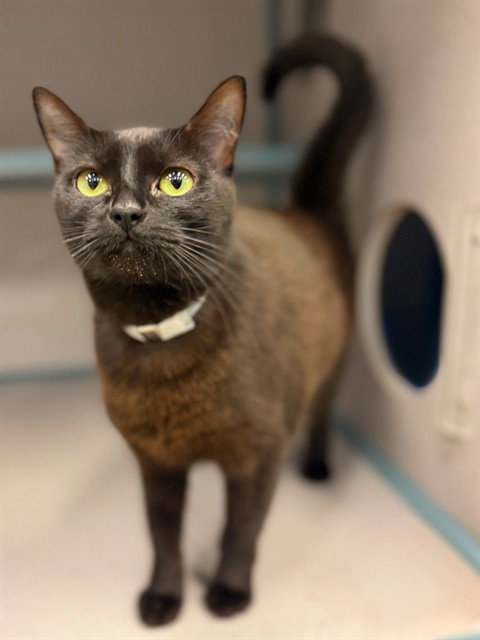 VOID, a cat for adoption from Los Angeles County Animal Control - Agoura