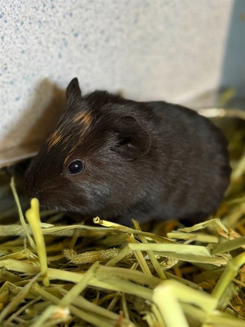 A5801965, a guinea pig for adoption from Los Angeles County Animal Control - Agoura