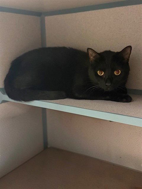 PANTHER, a cat for adoption from Los Angeles County Animal Control - Agoura