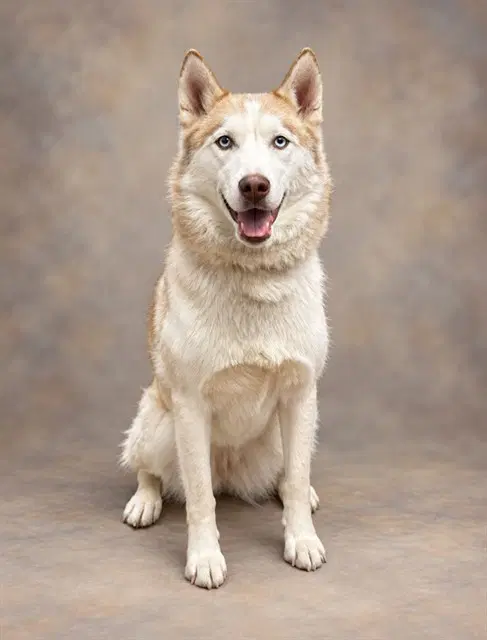 Sky - Siberian Husky