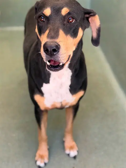 Pupp - Rottweiler